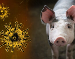 Santé publique vétérinaire : message de prévention relatif à la peste porcine africaine
