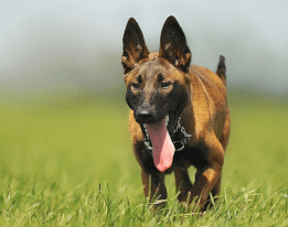 Top 20 des races de chiens les plus intelligentes